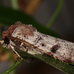 Agrotis porphyricollis at Melba, ACT - 19 Mar 2021 09:20 PM