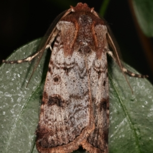 Agrotis porphyricollis at Melba, ACT - 19 Mar 2021 09:20 PM