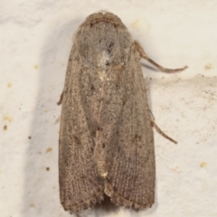 Proteuxoa (genus) (A Noctuid moth) at Melba, ACT - 19 Mar 2021 by kasiaaus