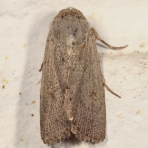 Proteuxoa (genus) at Melba, ACT - 19 Mar 2021