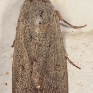 Proteuxoa (genus) at Melba, ACT - 19 Mar 2021 09:15 PM