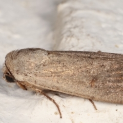 Proteuxoa (genus) at Melba, ACT - 19 Mar 2021 09:15 PM