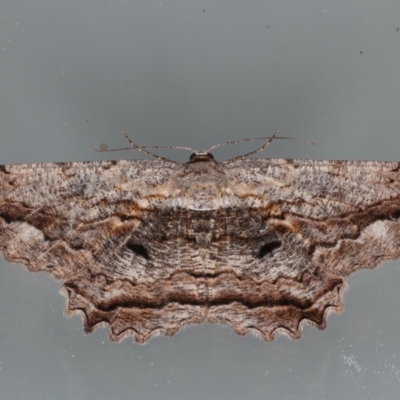 Scioglyptis lyciaria (White-patch Bark Moth) at Ainslie, ACT - 23 Mar 2021 by jb2602