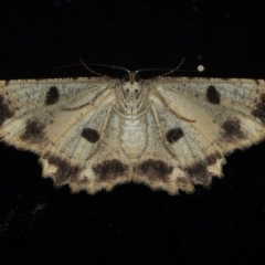 Scioglyptis lyciaria at Ainslie, ACT - 23 Mar 2021