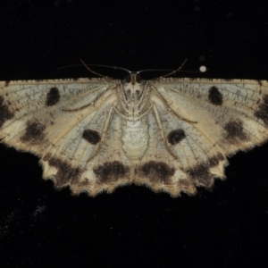 Scioglyptis lyciaria at Ainslie, ACT - 23 Mar 2021