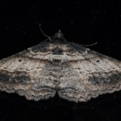 Syneora euboliaria (Boarmiini, Geometer moth) at Ainslie, ACT - 23 Mar 2021 by jbromilow50