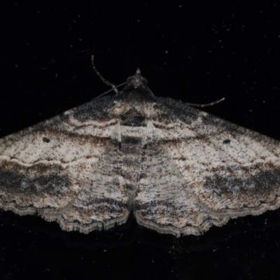 Syneora euboliaria (Boarmiini, Geometer moth) at Ainslie, ACT - 23 Mar 2021 by jb2602