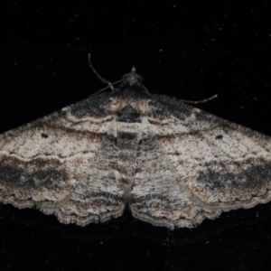 Syneora euboliaria at Ainslie, ACT - 23 Mar 2021