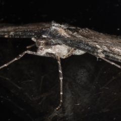 Syneora euboliaria at Ainslie, ACT - 23 Mar 2021