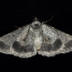 Syneora euboliaria at Ainslie, ACT - 23 Mar 2021