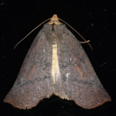 Fisera eribola (Orange-hooded Crest-moth) at Ainslie, ACT - 23 Mar 2021 by jbromilow50