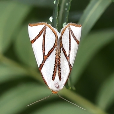 Thalaina clara (Clara's Satin Moth) at Ainslie, ACT - 23 Mar 2021 by jb2602