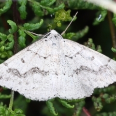 Nearcha aridaria (An Oenochromine moth) at Ainslie, ACT - 23 Mar 2021 by jbromilow50