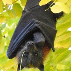 Pteropus poliocephalus (Grey-headed Flying-fox) at Wingecarribee Local Government Area - 24 Mar 2021 by GlossyGal
