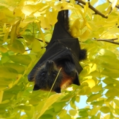 Pteropus poliocephalus at Burradoo - suppressed