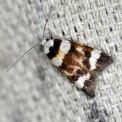 Catacometes phanozona (A Concealer moth) at O'Connor, ACT - 10 Nov 2020 by ibaird