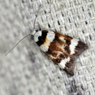 Catacometes phanozona (A Concealer moth (Wingia group)) at O'Connor, ACT - 10 Nov 2020 by ibaird