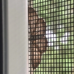Ectropis (genus) (An engrailed moth) at Aranda, ACT - 23 Mar 2021 by KMcCue