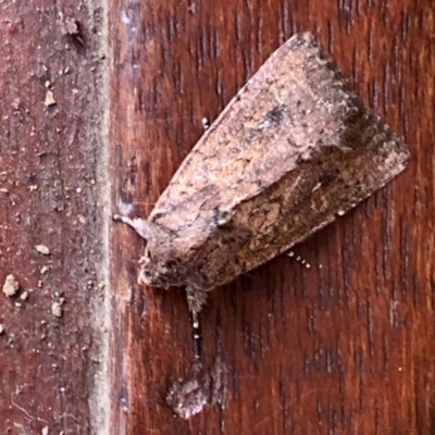 Dasygaster padockina (Tasmanian Cutworm) at Aranda, ACT - 24 Mar 2021 by KMcCue