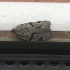Meritastis pyrosemana (A Tortricid moth) at Aranda, ACT - 23 Mar 2021 by KMcCue