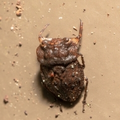 Nerthra sp. (genus) (Toad Bug) at Acton, ACT - 24 Mar 2021 by Roger