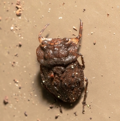 Nerthra sp. (genus) (Toad Bug) at Acton, ACT - 24 Mar 2021 by Roger