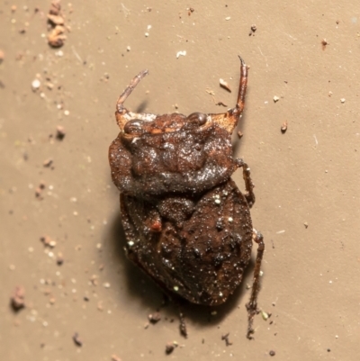 Nerthra sp. (genus) (Toad Bug) at Acton, ACT - 23 Mar 2021 by Roger