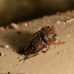 Nerthra sp. (genus) at Acton, ACT - 24 Mar 2021