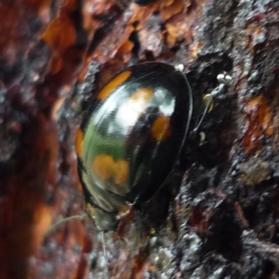 Paropsisterna beata (Blessed Leaf Beetle) at Evatt, ACT - 24 Mar 2021 by Thurstan