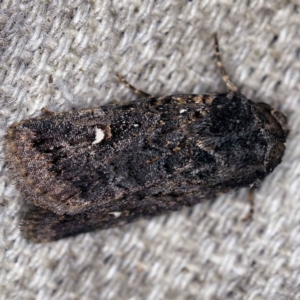 Proteuxoa unidentified species (MoV sp.24) at O'Connor, ACT - 15 Mar 2021