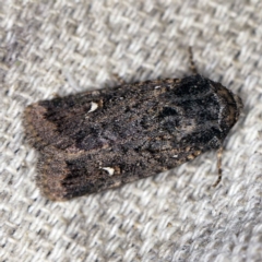 Proteuxoa unidentified species (MoV sp.24) at O'Connor, ACT - 15 Mar 2021