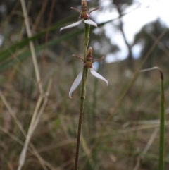 Eriochilus cucullatus (Parson's Bands) at Wodonga - 24 Mar 2021 by WingsToWander