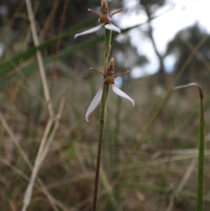 Eriochilus cucullatus at Wodonga, VIC - 24 Mar 2021