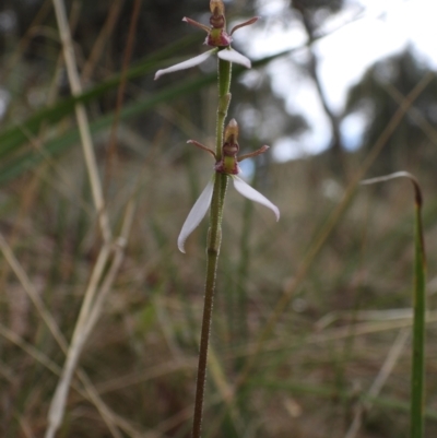 Eriochilus cucullatus (Parson's Bands) at Wodonga, VIC - 24 Mar 2021 by WingsToWander