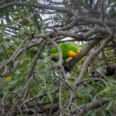 Polytelis swainsonii (Superb Parrot) at Ainslie, ACT - 23 Mar 2021 by trevsci