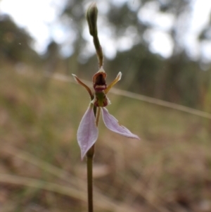 Eriochilus cucullatus at Wodonga, VIC - suppressed