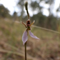 Eriochilus cucullatus (Parson's Bands) at Wodonga, VIC - 24 Mar 2021 by WingsToWander