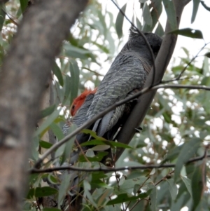 Callocephalon fimbriatum at Wodonga, VIC - 24 Mar 2021