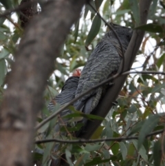 Callocephalon fimbriatum at Wodonga, VIC - suppressed