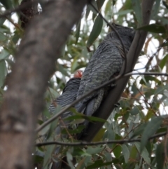 Callocephalon fimbriatum at Wodonga, VIC - 24 Mar 2021