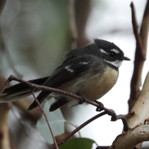 Rhipidura albiscapa at WREN Reserves - 24 Mar 2021 11:41 AM