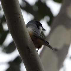 Pachycephala rufiventris (Rufous Whistler) at Wodonga, VIC - 24 Mar 2021 by WingsToWander