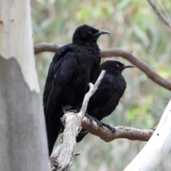 Corcorax melanorhamphos (White-winged Chough) at WREN Reserves - 24 Mar 2021 by WingsToWander