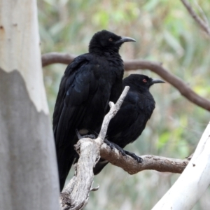 Corcorax melanorhamphos at WREN Reserves - 24 Mar 2021 12:11 PM