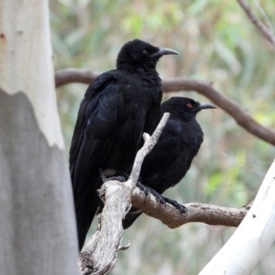 Corcorax melanorhamphos (White-winged Chough) at Wodonga - 24 Mar 2021 by WingsToWander