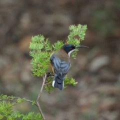 Acanthorhynchus tenuirostris (Eastern Spinebill) at ANBG - 24 Mar 2021 by ebristow