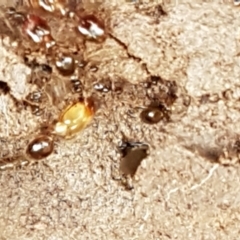 Pheidole sp. (genus) (Seed-harvesting ant) at Holt, ACT - 24 Mar 2021 by tpreston