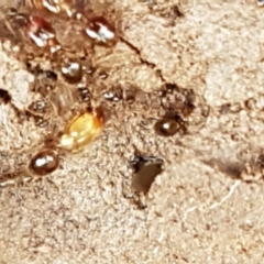 Pheidole sp. (genus) (Seed-harvesting ant) at Holt, ACT - 24 Mar 2021 by trevorpreston