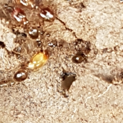 Pheidole sp. (genus) (Seed-harvesting ant) at Holt, ACT - 24 Mar 2021 by trevorpreston