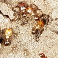 Pheidole sp. (genus) at Holt, ACT - 24 Mar 2021 04:30 PM